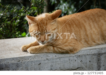 昼寝をする野良猫（茶トラ） 127731405