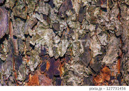 Rowan bark close-up. The texture of the trunk of Sorbus torminalis L. Background from living wood 127731456