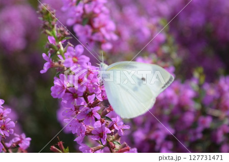 花とモンシロチョウ 127731471