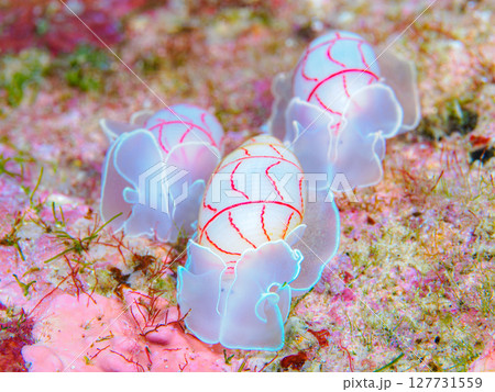 ベニシボリ ベニシボリ 127731559