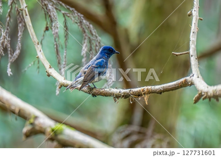 お気に入りの枝にとまってのんびりくつろぐオオルリ お気に入りの枝にとまってのんびりくつろぐオオルリ 127731601