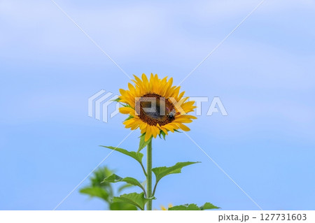 青空バックに見上げる満開のヒマワリの情景 青空バックに見上げる満開のヒマワリの情景 127731603
