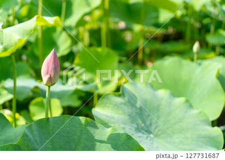 蓮のつぼみと白い蕾 127731687