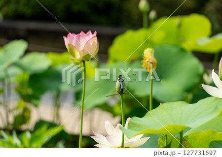 ハスの花に止まるトンボ ハスの花に止まるトンボ 127731697