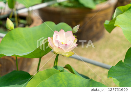 蓮の花と蕾のある風景 蓮の花と蕾のある風景 127731699