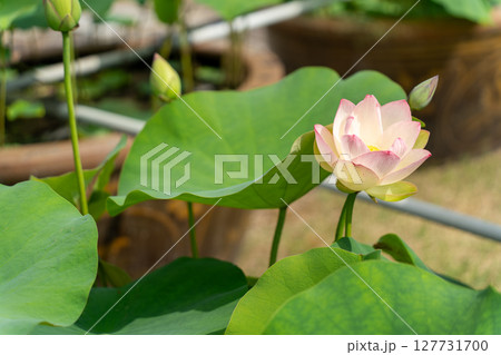 蓮の花のある風景 127731700