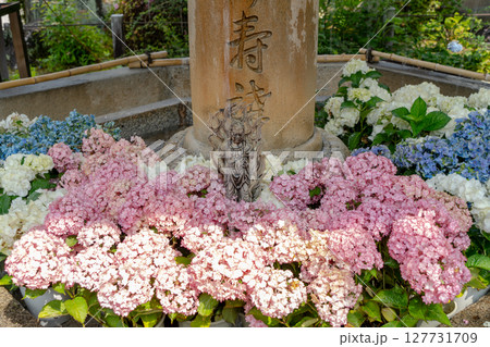 お地蔵さんの前に咲く紫陽花 127731709