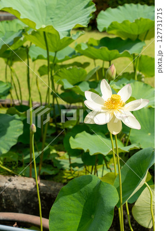 白い蓮の花 白い蓮の花 127731715
