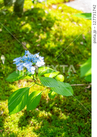 青い紫陽花 青い紫陽花 127731742