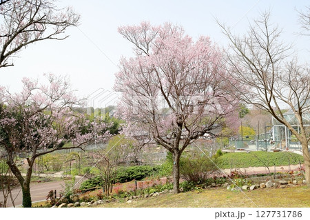 早咲き桜の花 エドヒガンザクラ満開 早咲き桜の花 エドヒガンザクラ満開 127731786