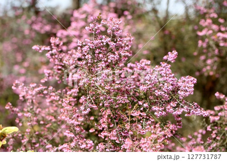 ジャノメエリカの花　満開 127731787