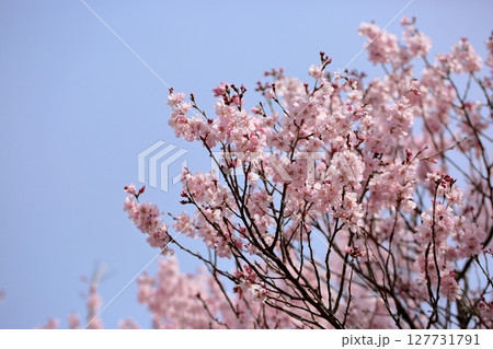 早咲き桜の花 エドヒガンザクラ満開 早咲き桜の花 エドヒガンザクラ満開 127731791