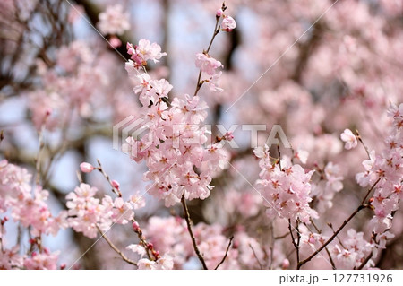 早咲き桜の花　エドヒガンザクラ満開 127731926