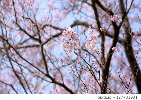 早咲き桜の花　エドヒガンザクラ満開 127731931