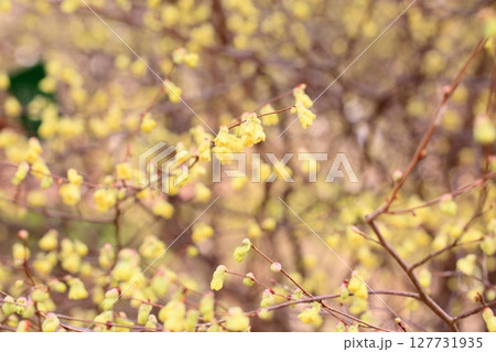 日向水木の花　満開 127731935