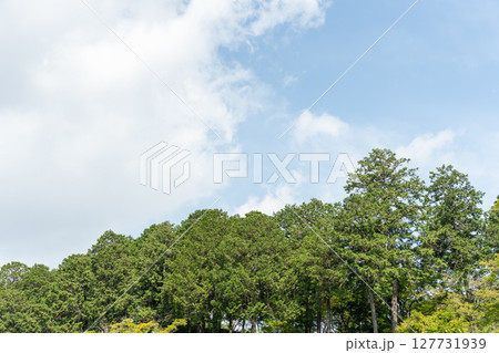 初夏の青空と新緑の木々と白い雲 初夏の青空と新緑の木々と白い雲 127731939