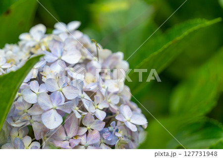 青い紫陽花 青い紫陽花 127731948