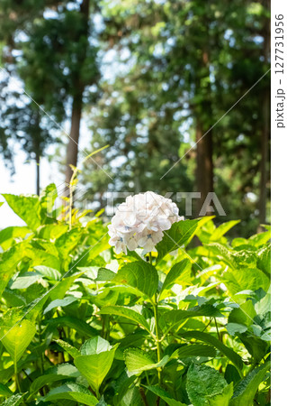 梅雨の晴れ間に咲く紫陽花 梅雨の晴れ間に咲く紫陽花 127731956