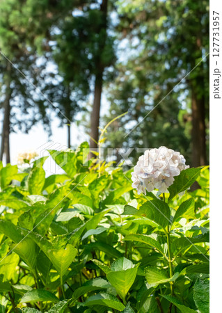 青い紫陽花 127731957