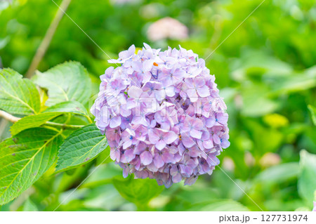 青い紫陽花 127731974