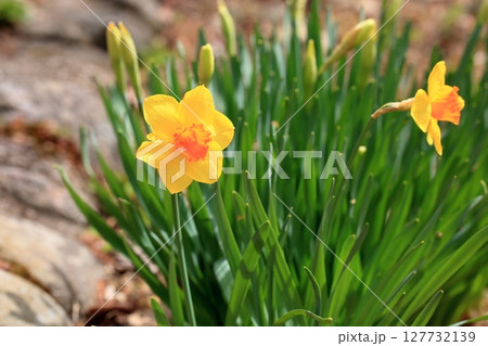 黄色い小さいスイセンの花 ティタティタ 黄色い小さいスイセンの花 ティタティタ 127732139