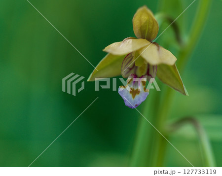 ラン科カキランの開花 ラン科カキランの開花 127733119