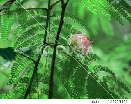 就眠運動をする植物　マメ科ネムノキ亜科ネムノキの開花 127733131