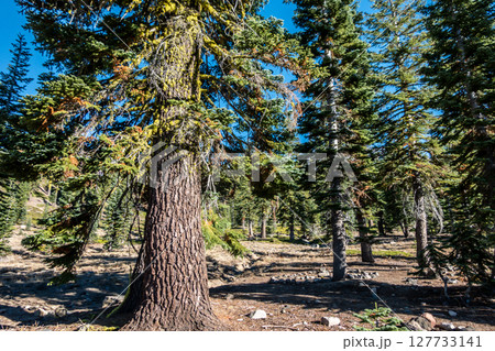 Shasta-Trinity National Forest  and landscapes 127733141
