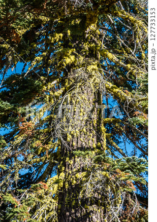 Shasta-Trinity National Forest  and landscapes 127733153