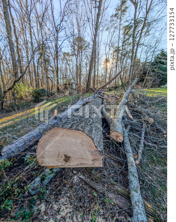 ree trunk that was cut down with chainsaw 127733154