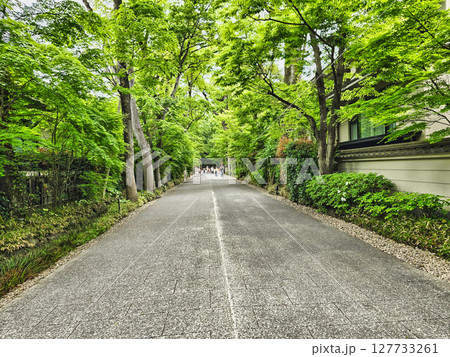 緑感じる初夏の京都 緑感じる初夏の京都 127733261