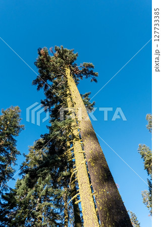 Shasta-Trinity National Forest  and landscapes 127733385