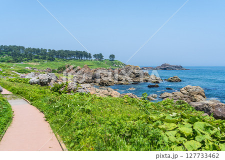「青森県」渚に花咲く初夏の種差海岸・八戸市 127733462