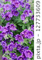 Closeup of lush blooming purple cranesbill or geranium magnificum flowers wet after rain growth in ornamental garden at spring day. Beautiful flowering plant natural background, vertical shot. 127733609