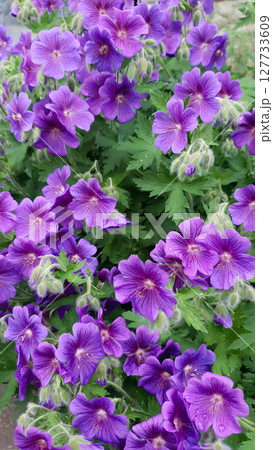 Closeup of lush blooming purple cranesbill or geranium magnificum flowers wet after rain growth in ornamental garden at spring day. Beautiful flowering plant natural background, vertical shot. Closeup of lush blooming purple cranesbill or geranium magnificum flowers wet after rain growth in ornamental garden at spring day. Beautiful flowering plant natural background, vertical shot. 127733609