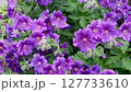 Close-up of lush blooming purple cranesbill or geranium magnificum flowers wet after rain growth in ornamental garden at spring day. Beautiful flowering plant natural background, shallow focus. 127733610