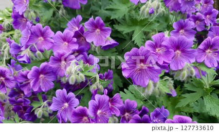 Close-up of lush blooming purple cranesbill or geranium magnificum flowers wet after rain growth in ornamental garden at spring day. Beautiful flowering plant natural background, shallow focus. Close-up of lush blooming purple cranesbill or geranium magnificum flowers wet after rain growth in ornamental garden at spring day. Beautiful flowering plant natural background, shallow focus. 127733610