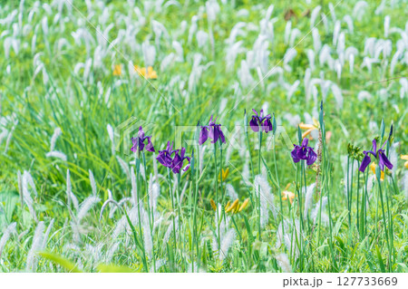 「青森県」渚に花咲く初夏の種差海岸・八戸市 「青森県」渚に花咲く初夏の種差海岸・八戸市 127733669