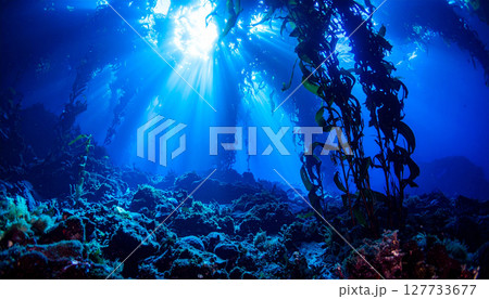 Underwater kelp forest  background. Generated Image 127733677
