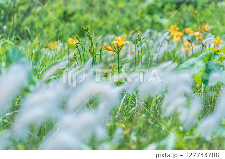 「青森県」渚に花咲く初夏の種差海岸・八戸市 「青森県」渚に花咲く初夏の種差海岸・八戸市 127733708