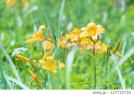 「青森県」渚に花咲く初夏の種差海岸・八戸市 127733710
