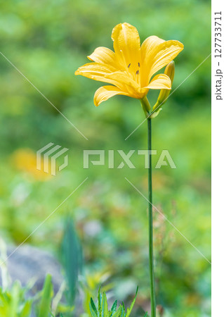 「青森県」渚に花咲く初夏の種差海岸・八戸市 「青森県」渚に花咲く初夏の種差海岸・八戸市 127733711