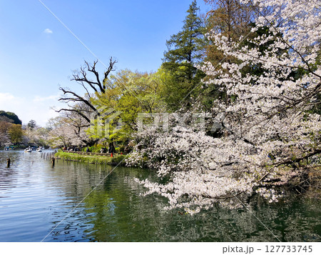 春の井の頭恩師公園 桜の風景 春の井の頭恩師公園 桜の風景 127733745