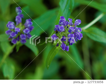 薬用植物ウツボグサの花 薬用植物ウツボグサの花 127733856