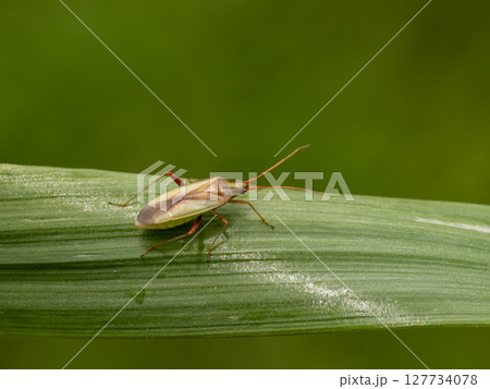 稲の害虫であるアカスジカスミカメ 127734078