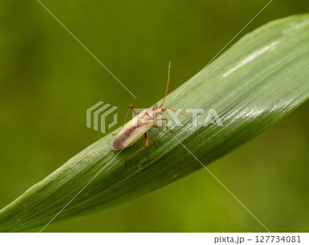 稲の害虫であるアカスジカスミカメ 稲の害虫であるアカスジカスミカメ 127734081