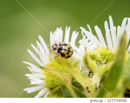 花にいるヒメカメノコテントウ 127734084