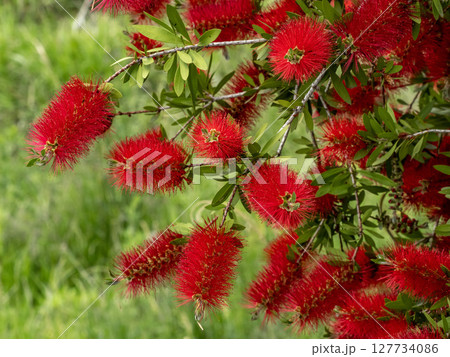 赤いブラシノキの花 127734086