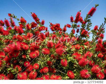 赤いブラシノキの花 127734092