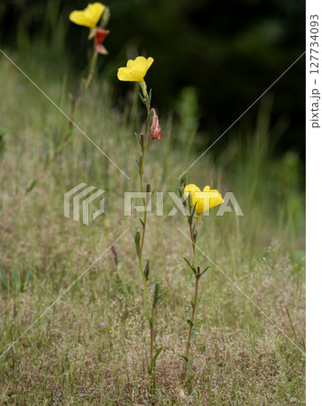 マツヨイグサの黄色い花 127734093